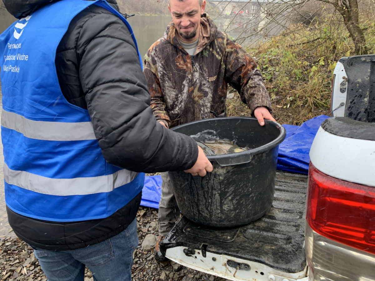150 kg pstrąga potokowego trafiło do Jeziora Myczkowieckiego 