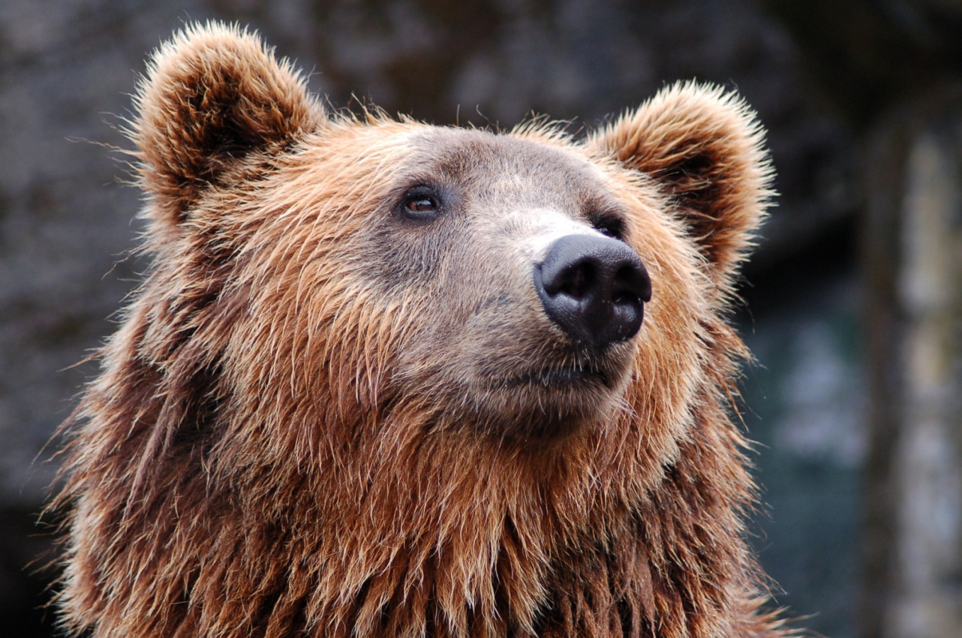124 tys. złotych na płoszenie niedźwiedzi w gminie Solina