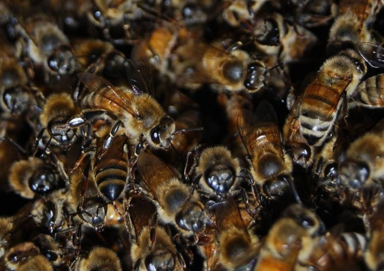 Trzcianiec. Obszar zapowietrzony – zgnilec amerykański pszczół